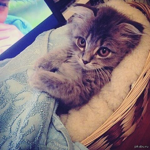 Котовторник, кричали они... Ловите, говорил я!