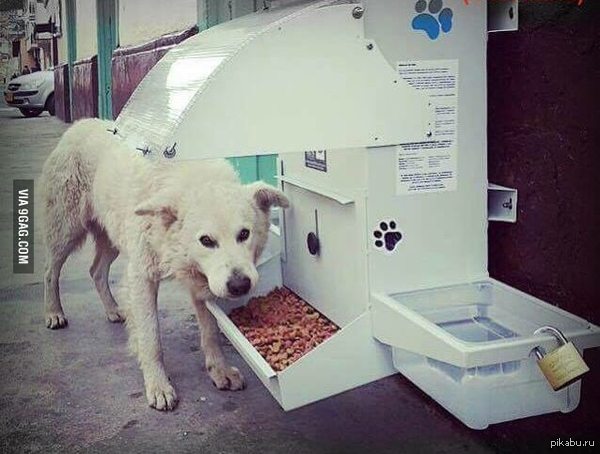 Станции питания для уличных собак