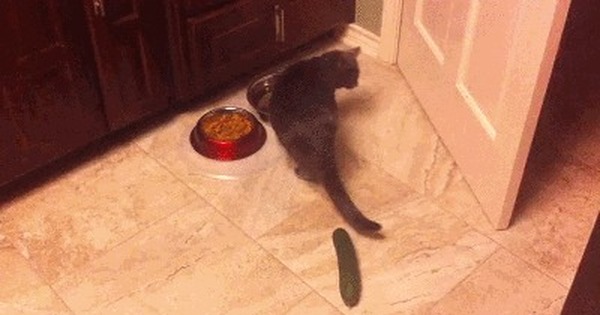 Кот и огурец приколы