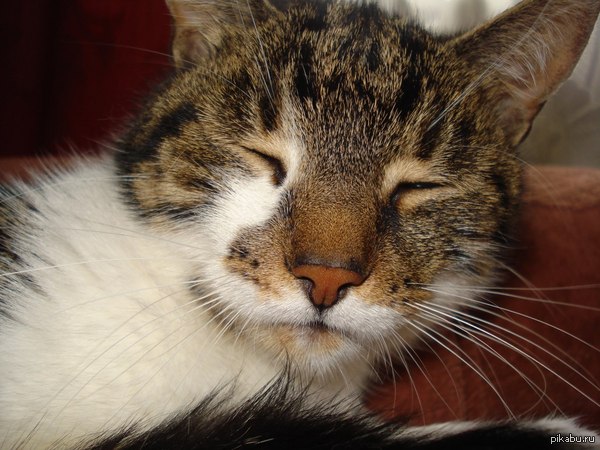 Моя кошка Мася)