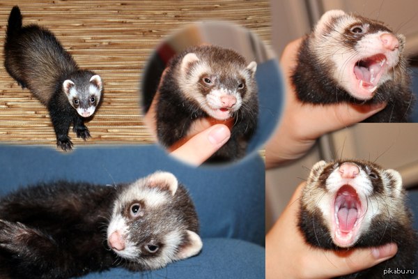 Маленькое и ехидное чудо.