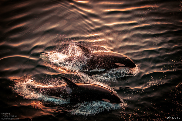 ��� ������ ��������� ����