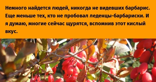 Барбарис. | Пикабу