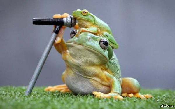 battletoads metal returns