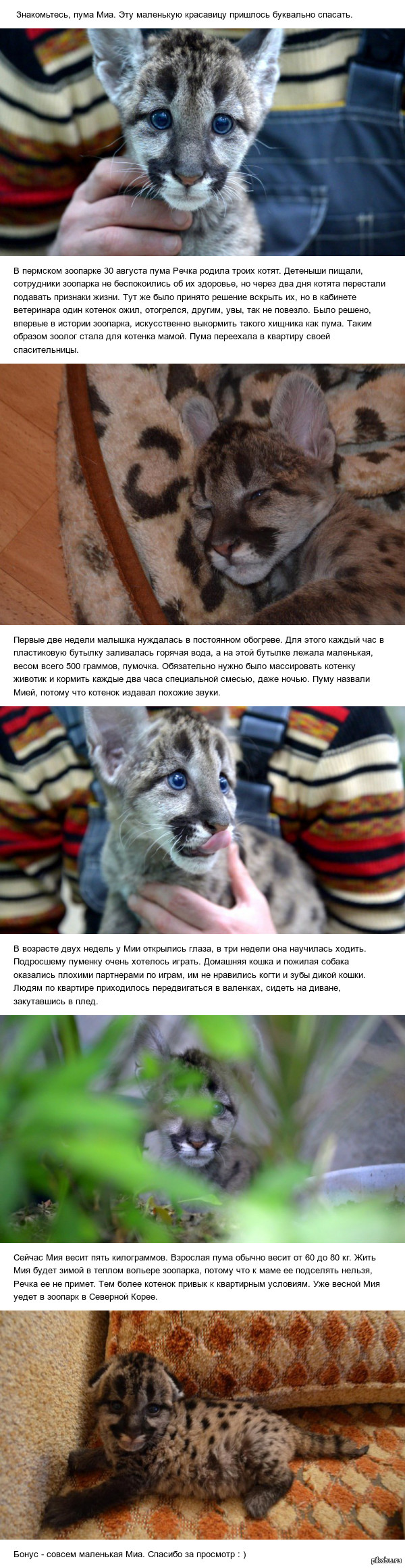 Little Cougar Rescue Story. - Puma, Longpost, Kindness, The rescue