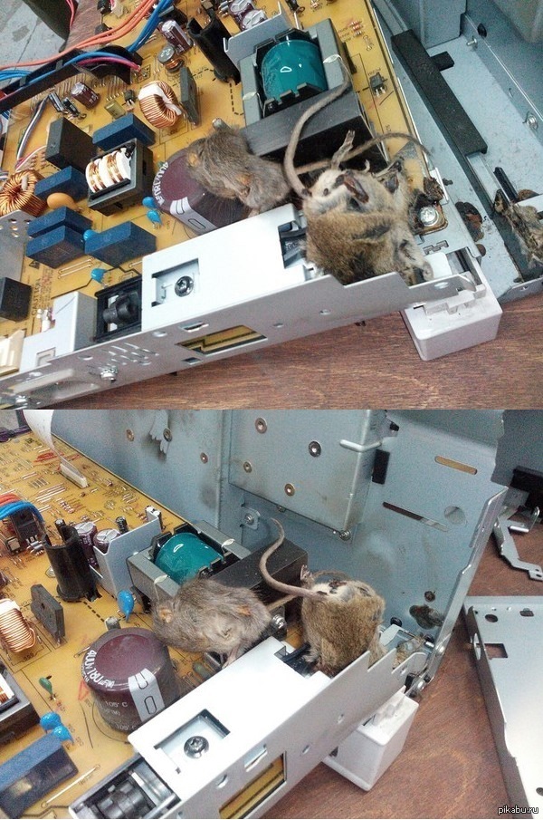 \"Отправили принтер в ремонт и получили из сервиса пару фоток\" | Пикабу