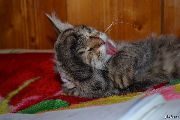 Котяра | Пикабу