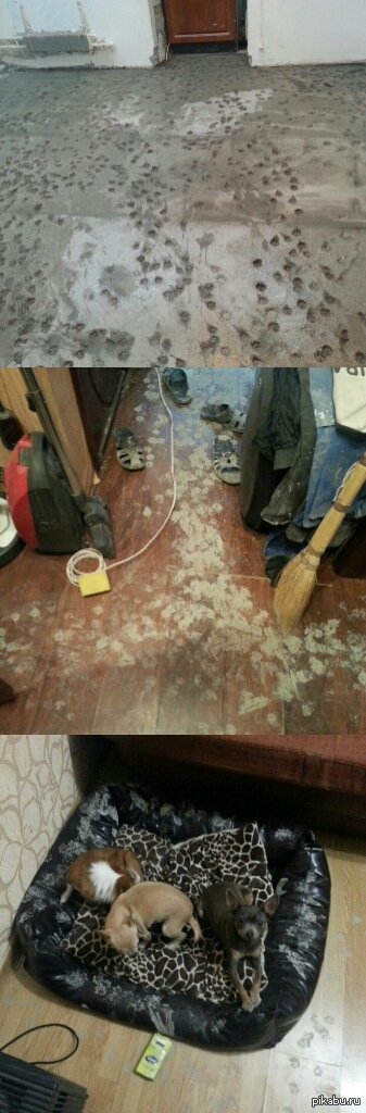 Залили полы на кухне. Оставили их одних дома. Вот результат