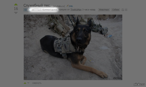 Баг Пикабу.