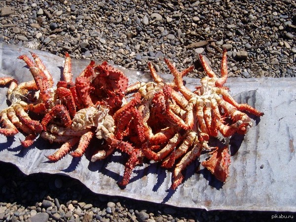 &quot;     ,   &quot;