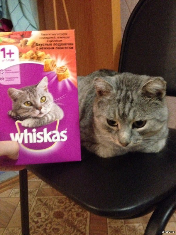      :)    : <a href="http://pikabu.ru/story/kotenok_iz_reklamyi_whiskas_3750164#comments">http://pikabu.ru/story/_3750164</a>