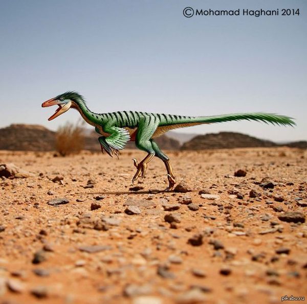 Troodon       ,       ( 77   )  ,        ,   ,           .