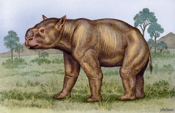 Diprotodon -     -  ,    46,000        .    ,   ,      ,    .