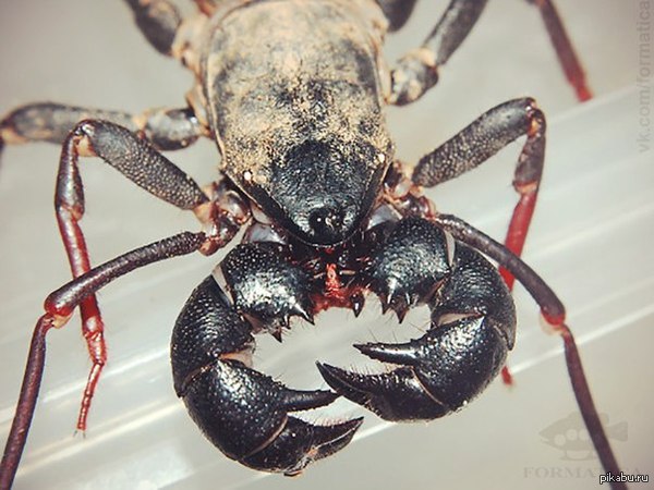 ���������� ����