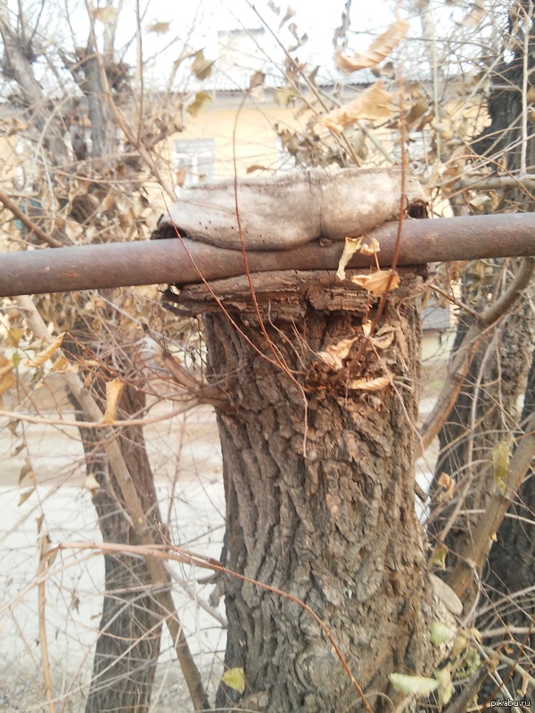 Странный пень.