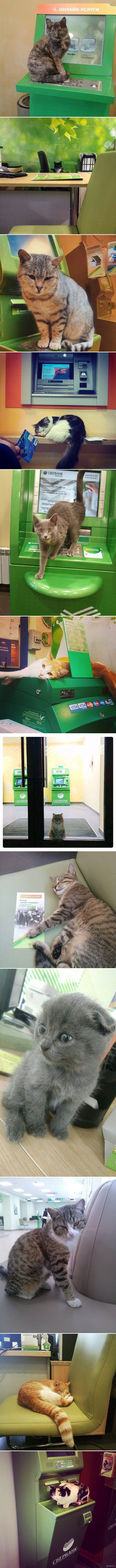 ������ ���������