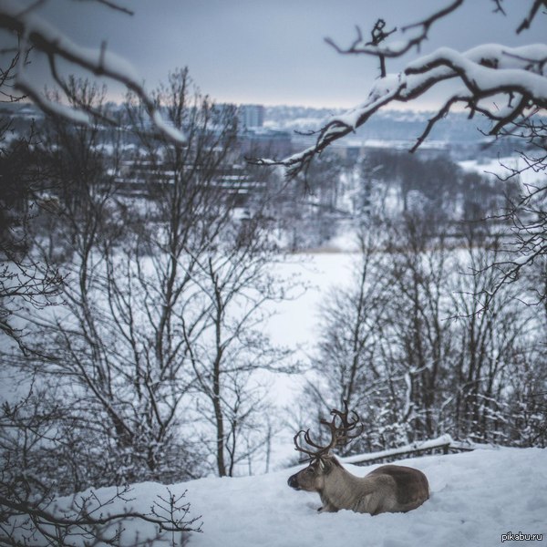 ����� �� ������.