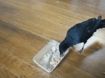 ,  
