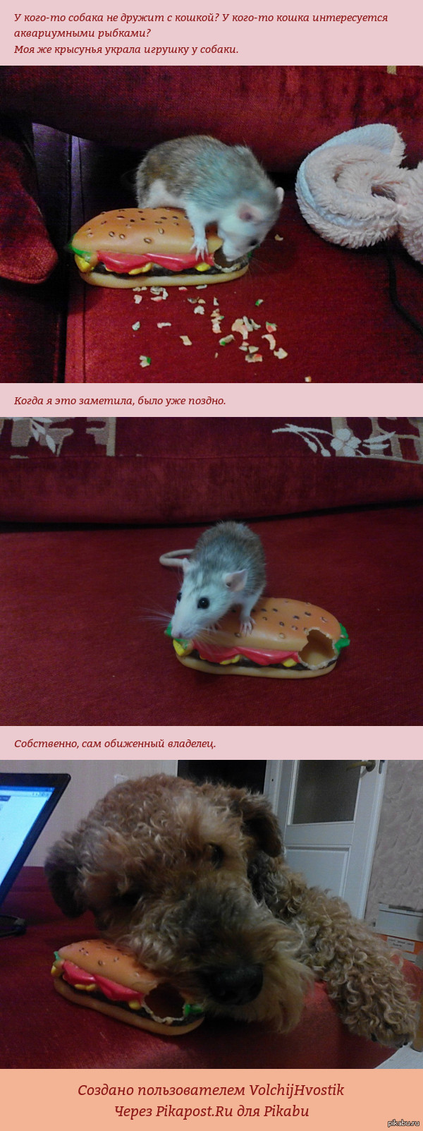 Наглая хвостатая ворюга.