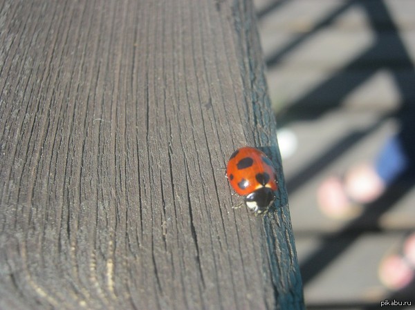 ����� �������)))