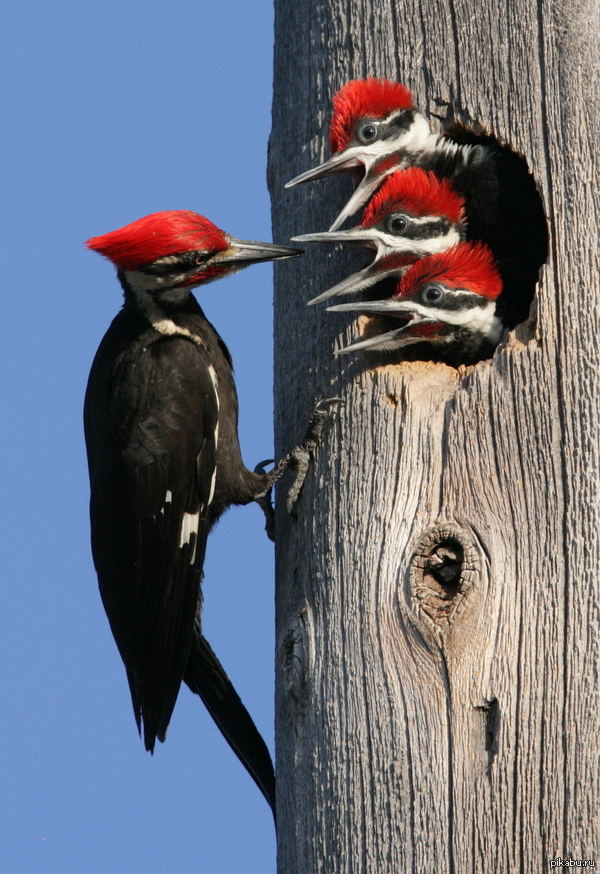 Hungry backbeaks - Woodpeckers, Hollow, Hunger, Feeding, Birds