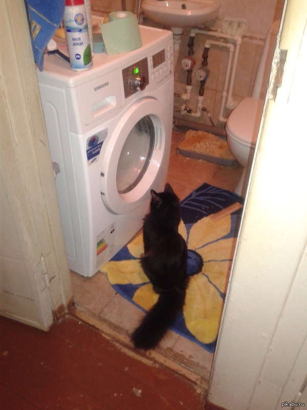 Кот соседа любит смотреть в телевизор