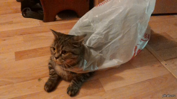 This city needs a new hero - My, cat, Package