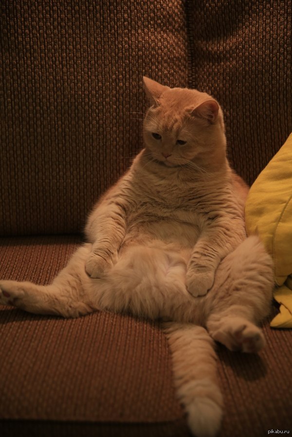 Мой кот чет приуныл...