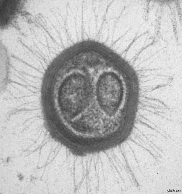 �� ������ �� ������ ���������� ����� ����������� � MimiVirus �� . �������� ����� .