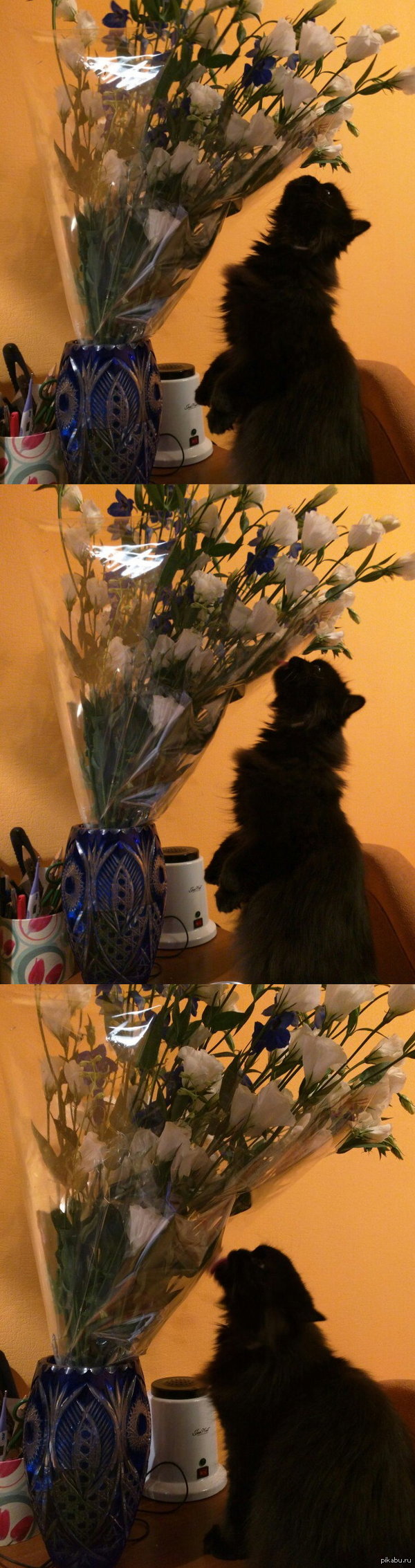 Моей котейке остро не хватает мозгов в организме и она ест целлофан.