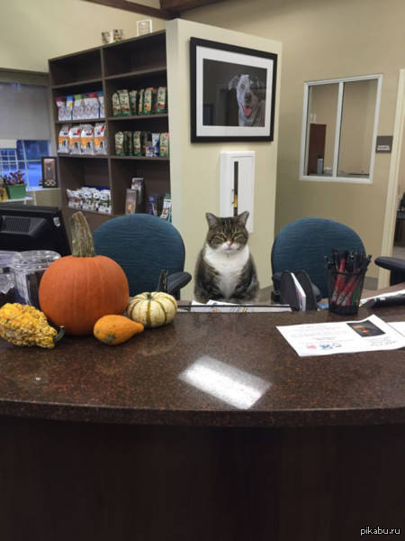 Work fail tehnika. Печатник прикол. Неумеха прикол. Work fails. Work fails.