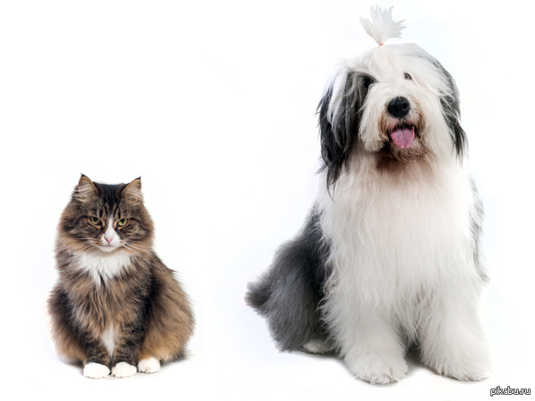 Гоняем своих любимых животных на RC машинкой.