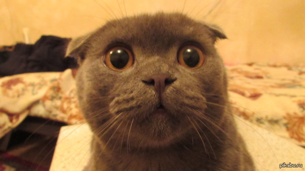 -����, ���� ��������� � ��� ����.   -���???!!!