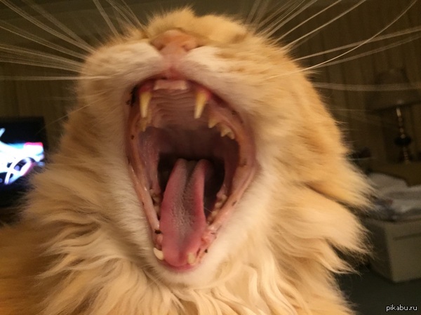 Я тебя съем!