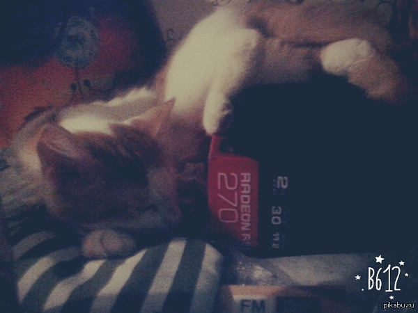 Спящий котик