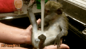 Monkey Masturbating Video