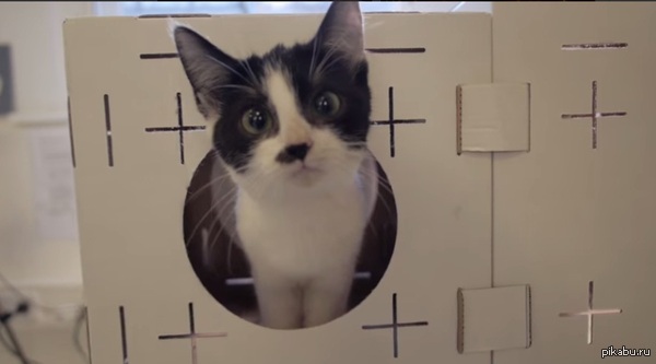 Котик-обормотик