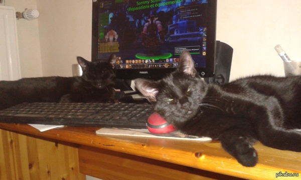 ������ ����������