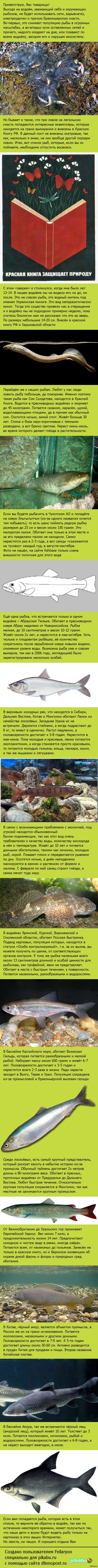 Красная Книга России. Рыбы.
