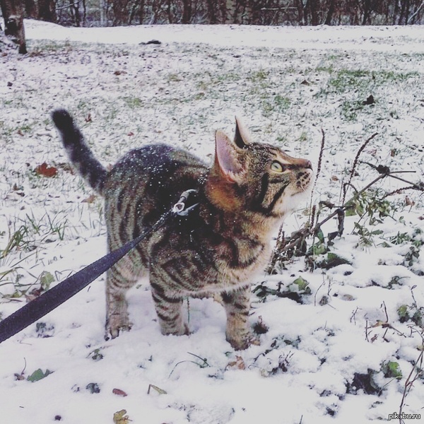 С первым снегом вас)...и нас)