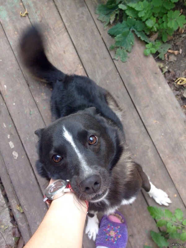 Наши милые домашние питомцы)