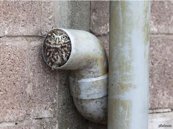 - Я? Не, не слесарь ... живу я здесь!