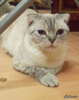 Кошка явно не рада понедельнику...