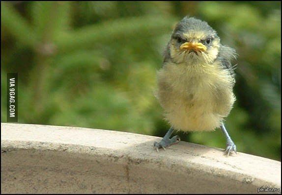 Angry birds