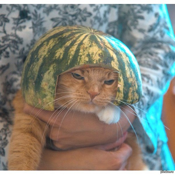 ������� �����