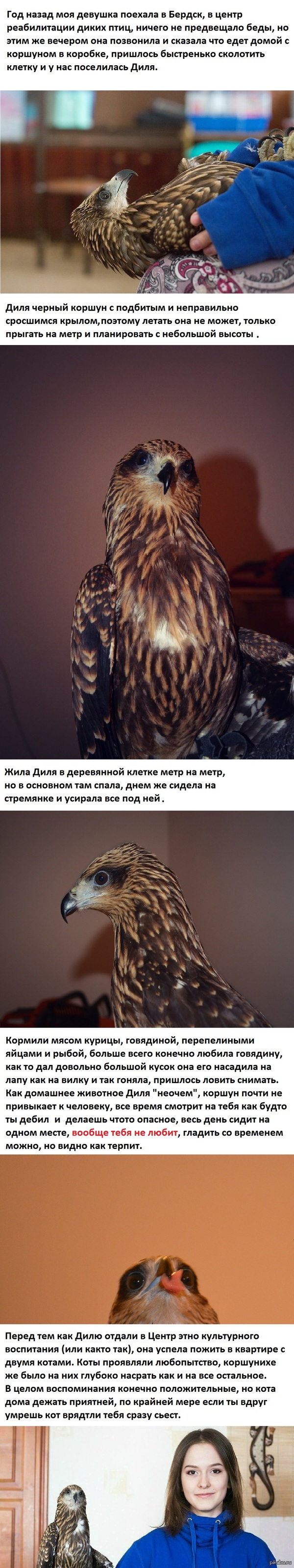 Чем кормить коршуна в домашних условиях. Смотреть фото Чем кормить коршуна в домашних условиях. Смотреть картинку Чем кормить коршуна в домашних условиях. Картинка про Чем кормить коршуна в домашних условиях. Фото Чем кормить коршуна в домашних условиях
