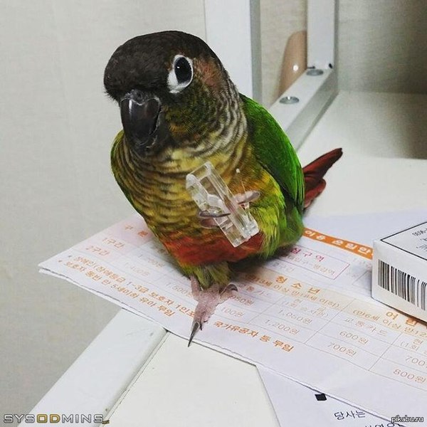 Псс, парень, джек надо?