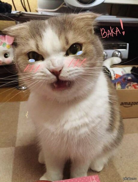 Обиженный котя :3