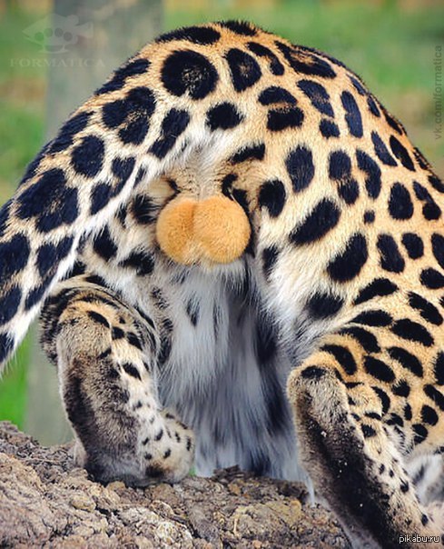 Leopard, rear view - NSFW, Back view, Eggs