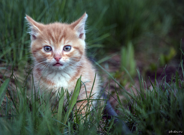 Кот. начало | Пикабу